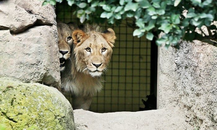 Young lions at the Emperor Valley Zoo.